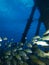 Schooling smallmouth grunt under Salt Pier, Bonaire, Netherlands Antilles.