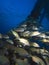 Schooling smallmouth grunt under Salt Pier, Bonaire, Netherlands Antilles.