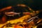 Schooling species pencilfish swim in biotope design aquarium with driftwood and leaf litter, neon glow colors in low light