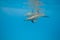 Schooling Spinner dolphins. Selective focus.