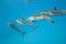 Schooling Spinner dolphins. Selective focus.