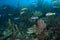 Schooling Tropical Fish, Bonaire