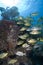 Schooling tropical fish, Key Largo