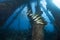 Schooling Tropical Fish under Pier, Bonaire