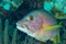 Schoolmaster snapper fish portrait Bahamas