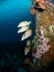 Schoolmaster snapper, Lutjanus apodus, at Salt Pier, Bonaire. Caribbean Diving holiday