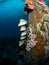 Schoolmaster snapper, Lutjanus apodus, at Salt Pier, Bonaire. Caribbean Diving holiday