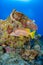 Schoolmaster Snapper in a tropical reef with blue background