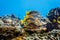 Schoolmaster snappers latjanus apodus on coral reef