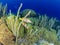 Schoolmaster snappers, Lutjanus apodus on fringing coral reef in Bonaire, Caribbean Netherlands. Diving holiday