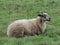 Schoonebeker Sheep