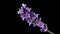 Schopflavendel, butterfly lavender Latin Lavandula stoechas