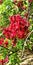 Schotia brachypetala red beutyful flower