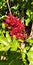 Schotia brachypetala red beutyful flower natural plant