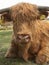 Schotse Hooglander, Highland Cow