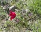 Schrenck`s tulip on a rocky clay mountain slope. Crimea