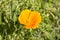Schscholzia californica, also known as California poppy, Californian poppy, golden poppy, sunshine