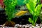 Schuberti barb - bright tropical aquarium fish