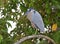 Schuitbekreiger, Boat-billed Heron, Cochlearius cochlearius