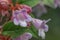 Schumann Abelia Linnaea parvifolia Bumblebee, pink flowers