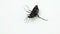 Schwarzkaefer, darkling beetle - Tenebrionoidea