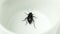 Schwarzkaefer, darkling beetle - Tenebrionoidea