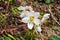 Schwarzkogel - Christmas roses or black hellebore (Helleborus niger) blooming in early spring in the Karawanks