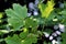 Schwedler Maple Leaves   51226