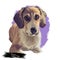 Schweizer laufhund dog animal breed with long ears German puppy, digital art illustration. Pet of German origin doggy portrait