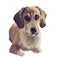 Schweizer laufhund dog animal breed with long ears German puppy, digital art illustration. Pet of German origin doggy portrait