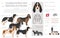 Schweizerischer Niederlaufhund, Small swiss hound clipart. All coat colors set.  All dog breeds characteristics infographic