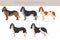 Schweizerischer Niederlaufhund, Small swiss hound clipart. All coat colors set.  All dog breeds characteristics infographic