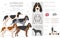 Schwyzer Laufhund, Swiss Hound clipart. All coat colors set.  All dog breeds characteristics infographic