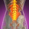 Science anatomy of human body in x-ray with glow back bones