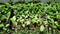 Science radish Raphanus raphanistrum sativus biotechnology phytotron laboratory flower leaf vegetable gmo, research