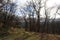 Scienic view of barren trees in front of sky, mild winter season in Germany at Middlerhine area