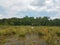 Scientific apparatus in a wetland