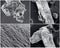 Scientific collage. Photo from electron microscope