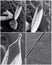 Scientific collage. Photo from electron microscope
