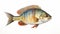 Scientific Illustration Of A Colorized Bluegill Fish On White Background