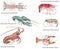 Scientific illustration of different crustaceans