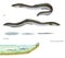 Scientific illustration of european eel Anguilla anguilla