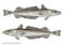 Scientific illustration of european hake Merluccius merluccius