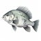 Scientific Illustration Of Largemouth Bass On White Background