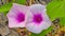 Scientific name: Ipomoea aquatica Forsk. Common name Swamp cabbge, Swamp cabbage white stem, Water morning glory, family convolvul