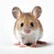Scientifically Accurate And Lighthearted Mouse In Light Brown And White