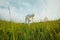 Scientist analyzing green plants on summer field