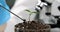 Scientist chemist botanist taking soil sample from petri dish with plant sprout with chemical spoon closeup 4k movie