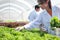 Scientist collecting hydroponic vegetables sample for analysis