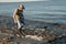 Scientist counting Group of Horseshoe crabs in water on Kitts Hummock a Delaware Bay Coastline